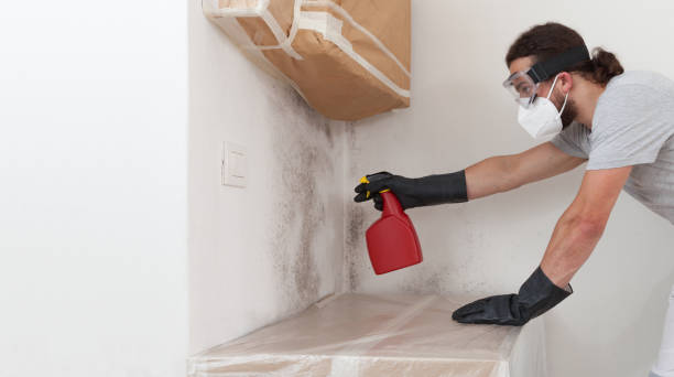 Professional Black Mold Removal technician working in Lebanon, OR