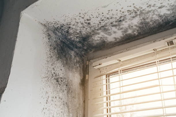Affordable Basement Mold Removal solutions in Lebanon, OR
